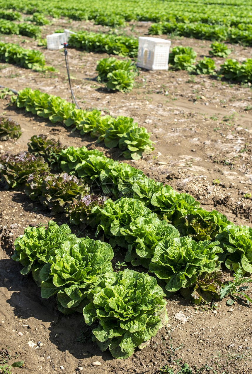 在户外工业农场种植大成熟的生菜在土壤中种植生菜在园中采摘生菜白箱图片