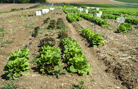 在户外工业农场种植大成熟的生菜在土壤中种植生菜在园中采摘生菜白箱背景