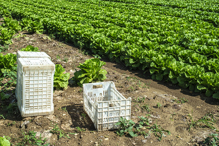 在户外工业农场种植大成熟的生菜在土壤中种植生菜在园中采摘生菜白箱图片