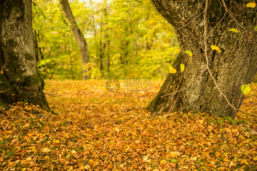 在古树的草原上涂满温暖阳光明媚的秋天树叶图片
