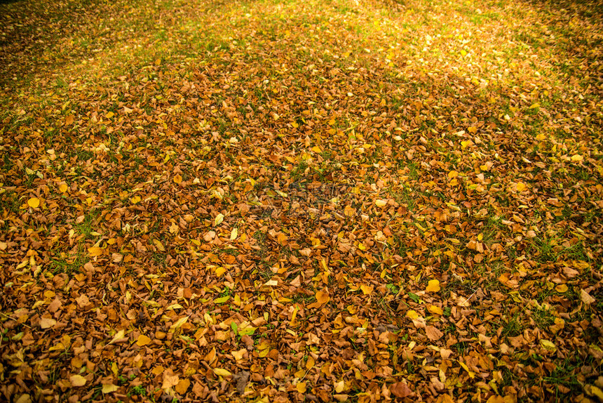 在一片草原上涂满温暖阳光明媚的秋叶图片