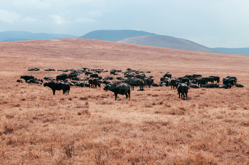 在Ngorncnveatio地区的金草田中野生水牛群在tanzi的Serngti热带草原森林非洲野生动物观光旅行图片