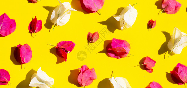 美丽的红色和白色的三角梅花在黄色的背景上顶视图图片