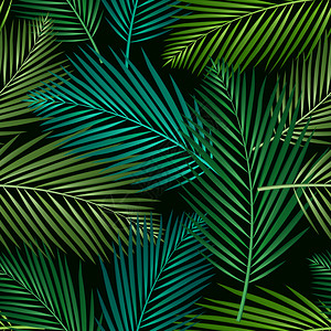 槟榔科热带树叶矢量背景插画