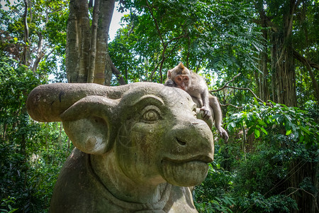 巴东特加尔猴子在神圣的森林牛雕上猴子在森林的牛雕上背景