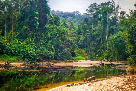 黑鱼河热带雨林热带雨林Tamnegr公园马来西亚背景