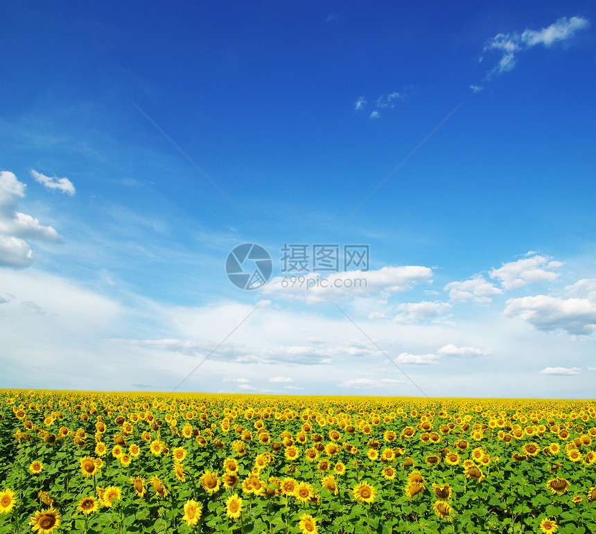 向日葵和蓝太阳天空图片