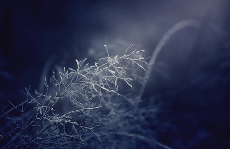 寒冬的夜晚月光雪和草地上的霜图片