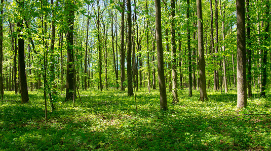 森林树木自然绿木阳光背景背景图片