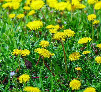 草地上的黄色花朵图片