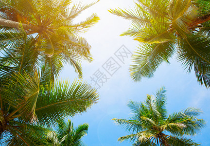 天空背景上的椰子树背景图片