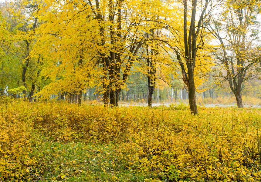森林中的黄色枫叶图片