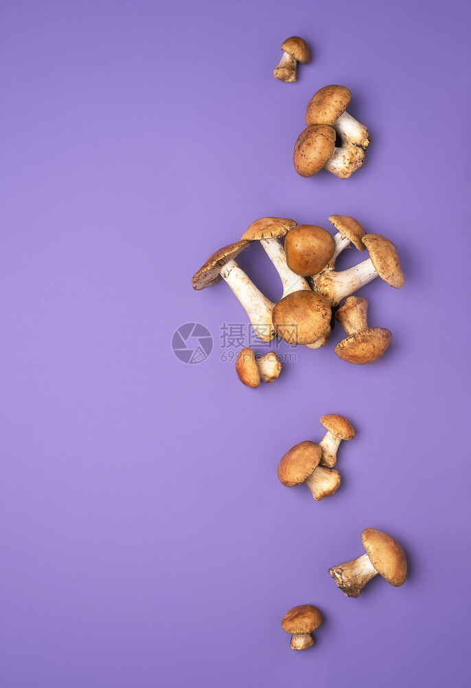 在紫色背景下食用野蘑菇蜂蜜真菌从森林中收获的蘑菇在秋天蔬菜上方图片