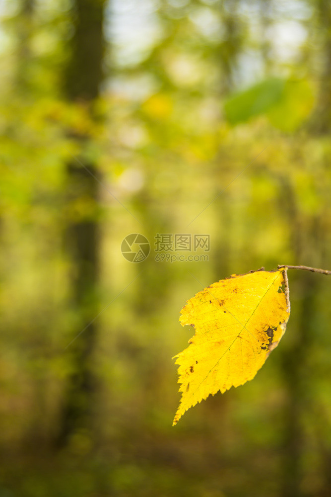 以温暖阳光明媚的颜色喷洒秋天黄蜂叶图片
