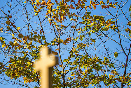 在朝圣的上树涂着秋色的叶子图片