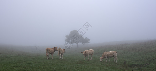 四只小牛在清晨的草原上吃草图片