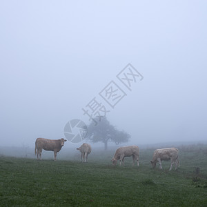 四只小牛在清晨的草原上吃草图片