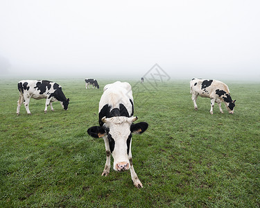 黑白黄牛晨雾草地和背景中其他奶牛图片