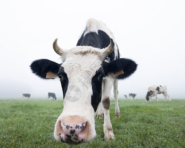 黑白黄牛晨雾草地和背景中其他奶牛图片