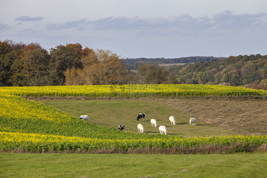 杜特奇省苏伊德林堡芥子种田和秋林之间草地上的牛图片