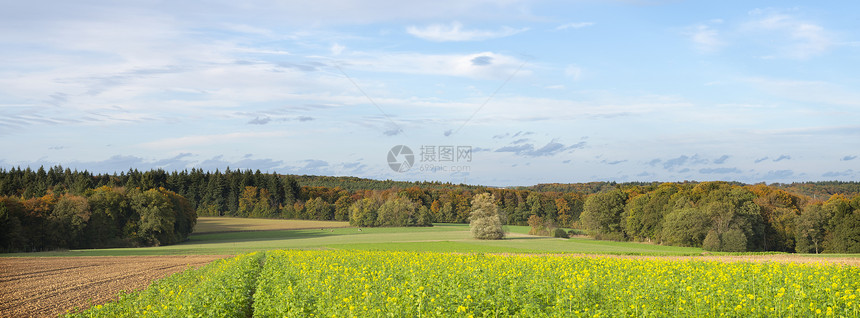 秋天傍晚在洛伦堡切特纳奇附近的芥子种田和秋天森林图片