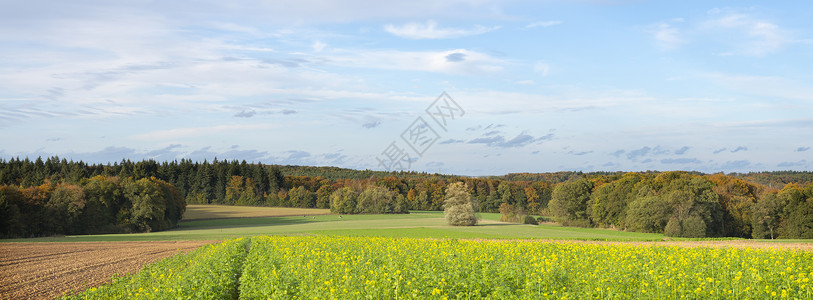 秋天傍晚在洛伦堡切特纳奇附近的芥子种田和秋天森林图片