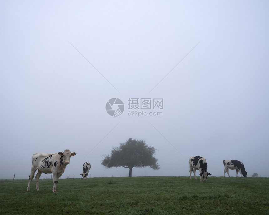 黑白的牛和在豪伦堡的树下在茂密清晨草原上图片