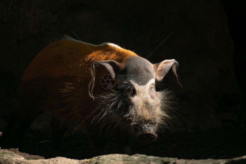 红河猪potamcheruspc图片