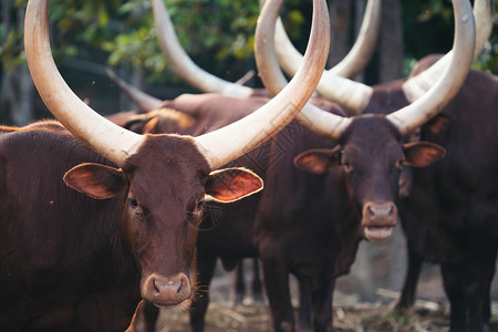 动物园中的安可瓦图西牛群高清图片