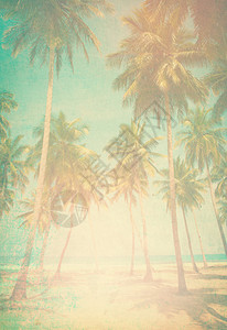 天空背景上的椰子树图片