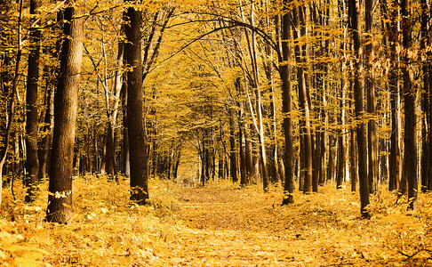 穿越秋季森林的通道背景图片
