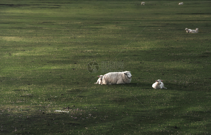 白羊和两只羔坐在德国的锡尔特岛绿苔草地上在清晨的光线下北海岛屿的德国乡下图片