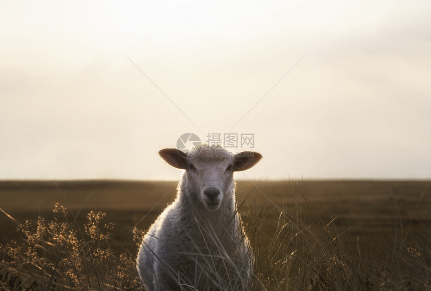 白色可爱的羊在日出时穿过锡尔特岛德国的沙丘马拉姆草上面对着镜头图片