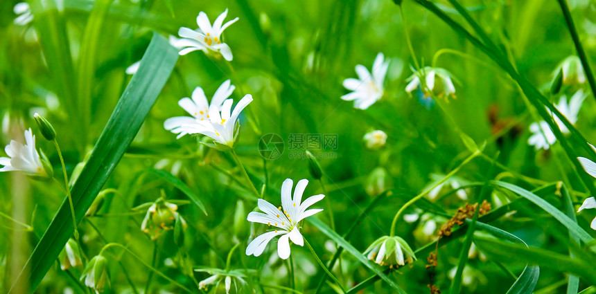 绿色草原背景的白春花浅田野宽广照片图片