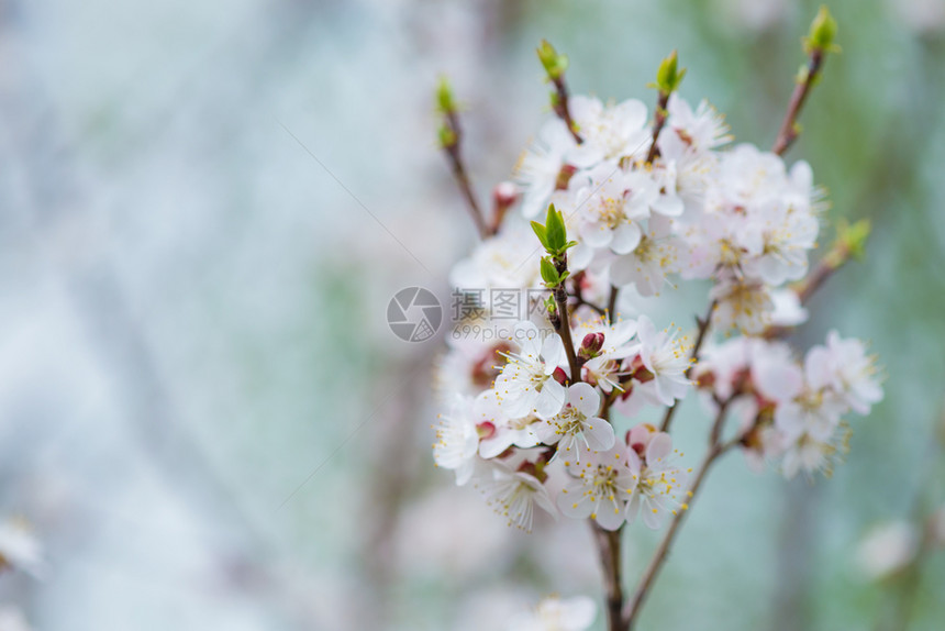 在雾的清晨用白色花朵盛开樱的春枝带有复制空间图片