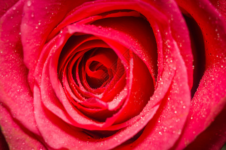 粉红色玫瑰作为花岗岩背景的详细贴合照片图片