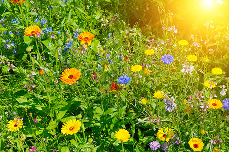 野生花朵和太阳的背景图片
