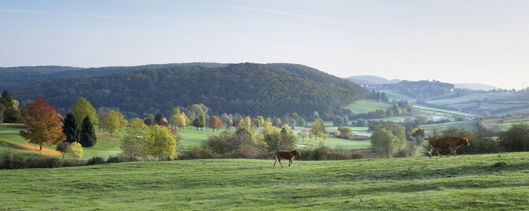 秋天的牛和在草地的里散步靠近华伦堡风景的明亮彩色树图片