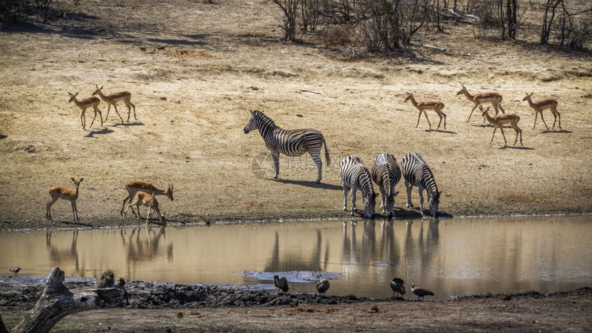 位于非洲南部Kruge公园的平原斑马和普通黑图片