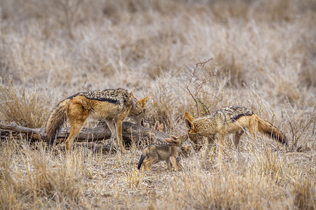 在非洲南部公园的胡狼高清图片