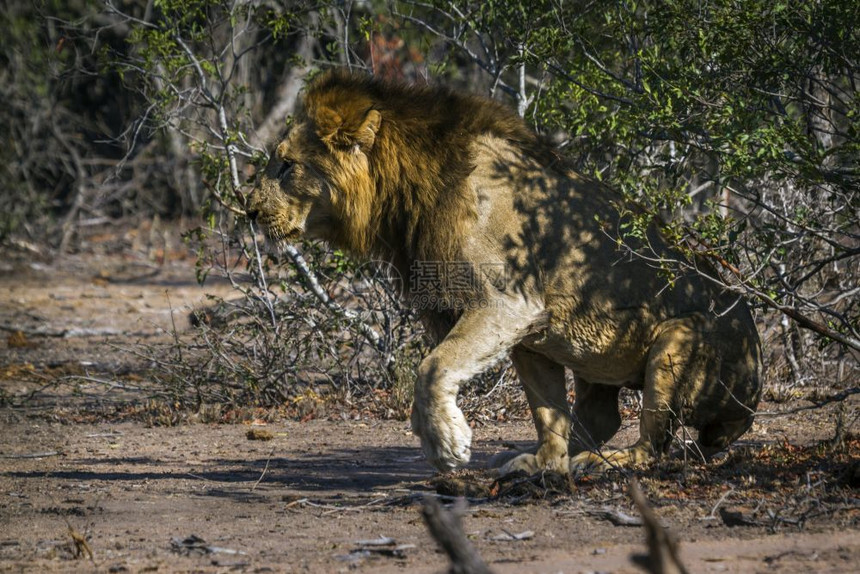 Felida的SpciPanthrlo家族非洲狮子南部Kruge公园图片