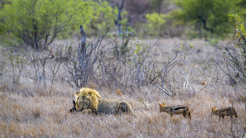 非洲狮子和南部Kruge公园的黑背胡狼图片