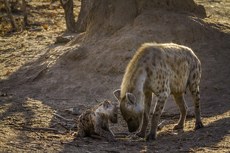 在非洲南部的Kruge公园发现hyaen高清图片