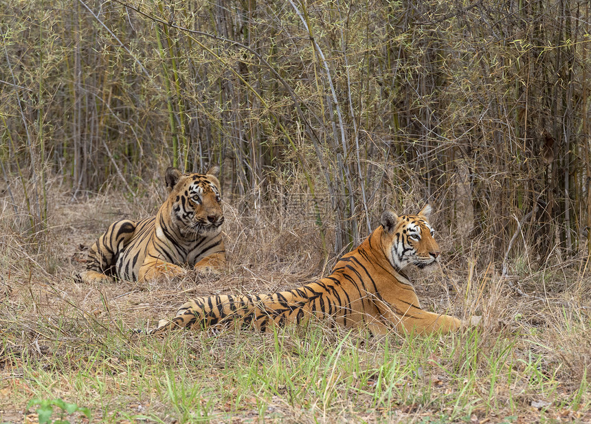 猛虎加巴和马雅美洲豹吉格里斯塔多巴马哈拉施特印地安图片