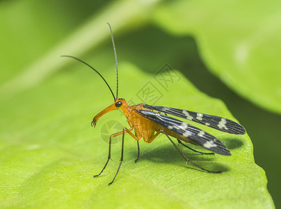蝎子苍蝇木乃伊马哈拉施特印地安那高清图片