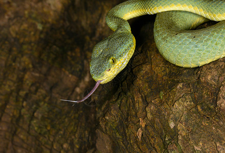 坑毒蛇印度马哈拉施特拉邦马瑟兰禾本科三文鱼背景
