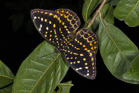 黑大公蝴蝶土加罗山麦拉亚印地高清图片