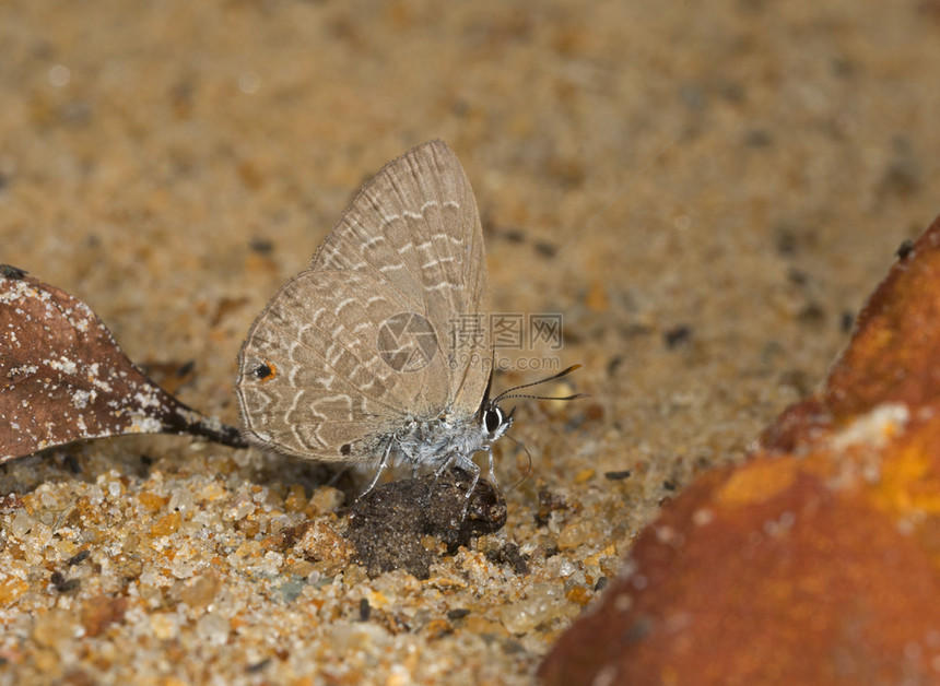 普通青蓝硅苯乙烯色素蝴蝶梅加拉亚印地安那图片