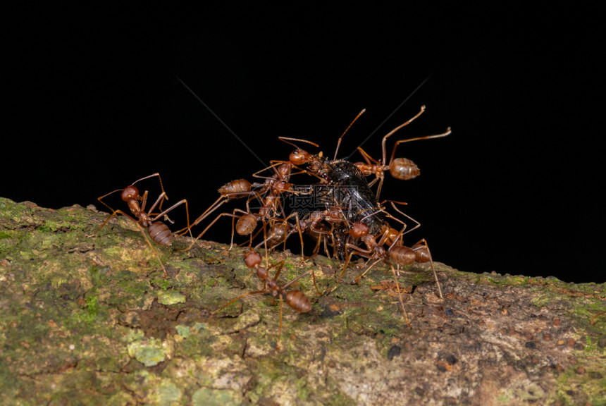 背负着杀戮的蚂蚁加罗山麦拉亚印地图片