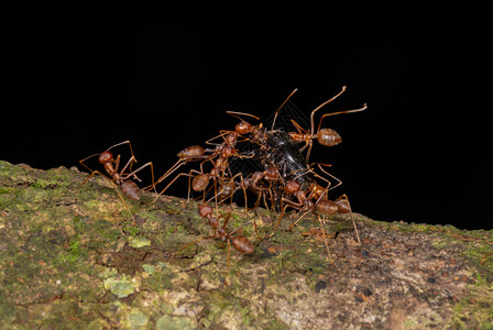 背负着杀戮的蚂蚁加罗山麦拉亚印地背景图片